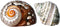 Hermit Crab Shells | Turbo Shells | 1 African Sarmaticus and 1