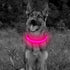 BSEEN Light Up Dog Collars - Adjustable Reflective LED Dog Collar, Rechargeable Camping Gear for Small Medium Large