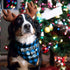 Family Kitchen Promoted to Big Brother Dog Bandana - Blue Plaid Triangle Pet Scarf for Gender Reveal
