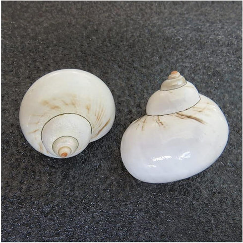 UHRLGHS 3-6cm 2pc Conch Shell Hermit Crab Replacement Shell Home Decoration Ornaments Fish Tank Aquarium Landscaping