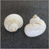 UHRLGHS 3-6cm 2pc Conch Shell Hermit Crab Replacement Shell Home Decoration Ornaments Fish Tank Aquarium Landscaping