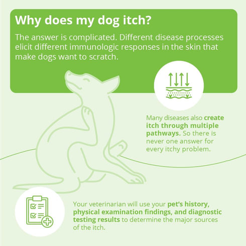 Dechra DermAllay Oatmeal Conditioner for Pets, 12-Ounce