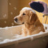 CXTIEFANZYL 3PS Dog brush Dog Grooming Kit self-cleaning slicker brush dog Deshedding Tool&TPR Dog Bath Brush for dogs