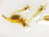 FloridaPets Live Foods 20 50 FloridaPets Live Saltwater Ghost Shrimp and Amphipods Aquarium Fish Food