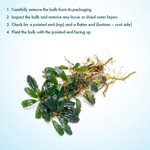 #2 (3-5 SubstrateSource Bucephalandra Titan Live Aquarium Plant - Natural Freshwater Fish Tank Decorations, Aquatic