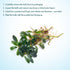 #2 (3-5 SubstrateSource Bucephalandra Titan Live Aquarium Plant - Natural Freshwater Fish Tank Decorations, Aquatic