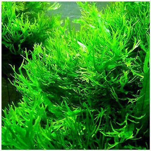 2 1 Marcus Fish Tanks Java Fern Windelov Microsorum pteropus Lace Java Fern Live Aquarium Plants for Aquatic Freshwater