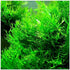 2 1 Marcus Fish Tanks Java Fern Windelov Microsorum pteropus Lace Java Fern Live Aquarium Plants for Aquatic Freshwater