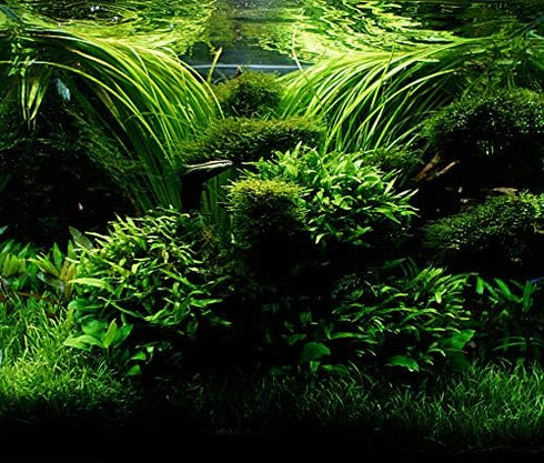 Aquatic Discounts 5-6 BUY2GET1! Java Fern Mature, Healthy, Super Easy Live Aquarium Plant in. Great for Betta Guppy