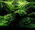 Aquatic Discounts 5-6 BUY2GET1! Java Fern Mature, Healthy, Super Easy Live Aquarium Plant in. Great for Betta Guppy