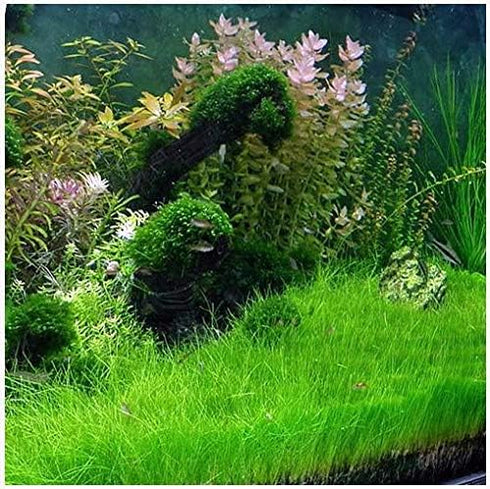 2 1 Dwarf Hairgrass Eleocharis Parvula Live Aquarium Plants Carpeting Plant for Aquatic Freshwater Fish Tank Buy GET