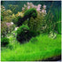 2 1 Dwarf Hairgrass Eleocharis Parvula Live Aquarium Plants Carpeting Plant for Aquatic Freshwater Fish Tank Buy GET