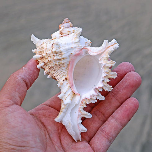 4 Pack 4-5 inches Conch Shells for Unique Succulent Pot, Betta Fish Tank Decorations, and Beach Theme Party