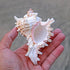 4 Pack 4-5 inches Conch Shells for Unique Succulent Pot, Betta Fish Tank Decorations, and Beach Theme Party
