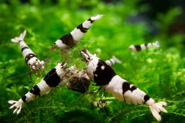Swimming Creatures Freshwater Aquarium Caridina Shrimp - A Perfect Combo to Brighten