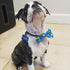 Huxley & Kent Lucky Ducky Bow Tie for Pets | Small Easter Spring Velcro Collar Attachment | Fun Bow Ties for Dogs & Cats