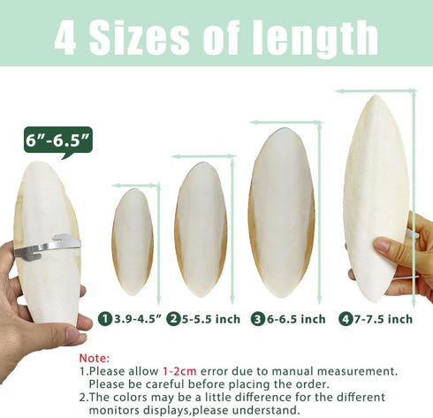 Natural Cuttlebone for Birds, 5"-5.5", 2 Per Pack with Holder for Bird Cage, Suitable for Parakeets, Cockatiels, and