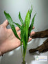 2 1 Marcus Fish Tanks Java Fern Microsorum Pteropus Easy Low Light Live Aquarium Plant - Buy Get