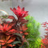 Generic 15 Red Ludwigia Repens Leaf Live Aquarium Plants Stem Bunch for Planting
