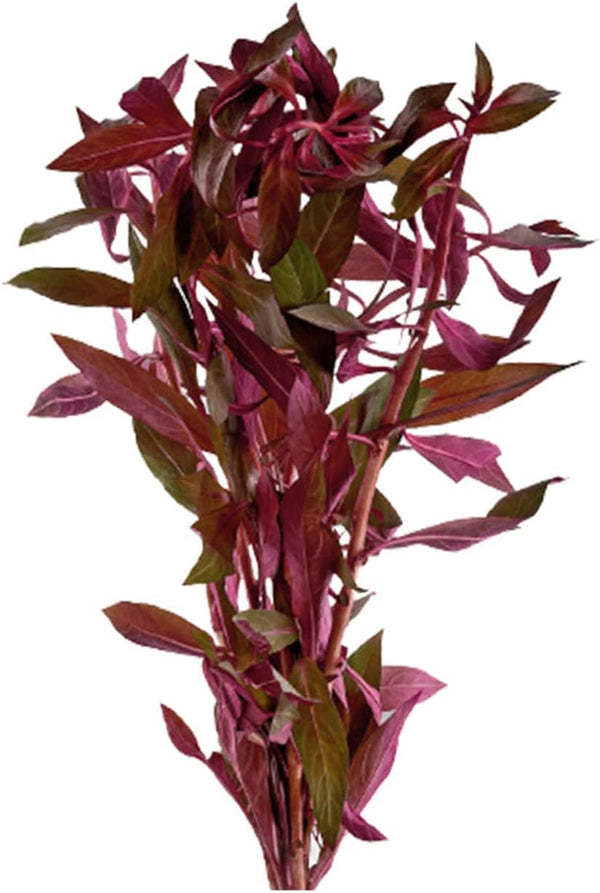 Live Aquarium Ludwigia Repens Plants-Great Background for Fish Long Lasting & Easy