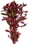 Live Aquarium Ludwigia Repens Plants-Great Background for Fish Long Lasting & Easy
