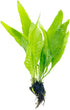 Generic Java Fern and Anubias Aquarium Plant Bundle - Live Freshwater Plants for Aquascaping, Low Maintenance, Easy
