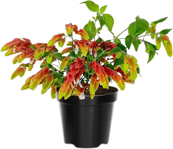 2 Shrimp Live Plants, Shrimp Plant Live, Justica Brandegeana Plant from 5