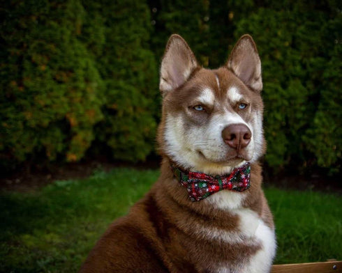 Lionheart Glory Christmas Plaid Dog Collar, Adjustable Soft Collar with Bowtie for Small Medium Large Dogs
