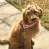 Blueberry Pet 4 Colors Soft & Comfy 3M Reflective Jacquard Padded Dog Harness, Chest Girth 30" - 38.5", Large
