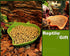 2 Pack Leaf Reptile Food and Water Bowl for Pet Aquarium Ornament Dish for Lizards Tortoises