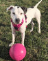 8 Inches, Jolly Pets Bounce-n-Play Dog Toy Ball, Pink, All Breed Sizes