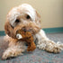 3 KONG Low Stuffing with Squeaker Dog Toy, X-Small, Animals, Bear, Duck, Frog