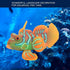 Zerodis Aquarium Simulated Fish, Lifelike Glowing Silicone Fake fish Ornament with Suction Cup Aquarium Decor Floating Ornament(green orange)