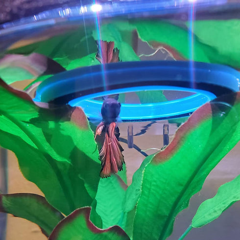 zhuohai Fish Feeding Ring, Floating Food Feeder Circle with Suction Cup for Easy Installation in Aquarium