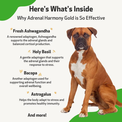 Pet Wellbeing Derma Support Gold for Dogs - Normal Skin Yeast Balance, Occasional Itching, Healthy Odor, Baikal