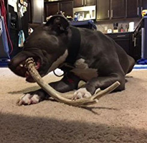 XL Deer Antler Dog Chew - Jumbo, Extra Large for Large Dogs and Aggressive Chewers
