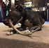 XL Deer Antler Dog Chew - Jumbo, Extra Large for Large Dogs and Aggressive Chewers