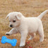 Dog Squeaky Bone Chew Toy for Aggressive Chewers, Durable Rubber Bone Toy for Teeth Cleaning, Blue Small