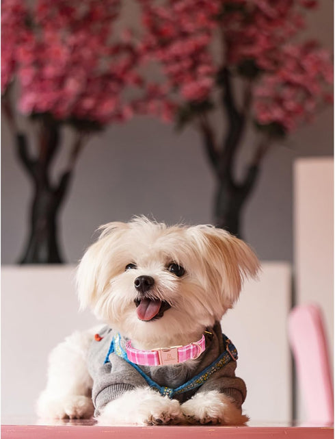 Lionheart Glory Valentine's Day Collar - Pink Plaid Adjustable Heavy-Duty Dog Collar for Medium Cute Spring Pet Gift.