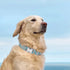 Adjustable Pet Collar with Metal Buckle, Cute Colors for Small Medium Large Dogs, Breathable Soft (Medium, Red Blue)