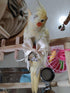 Barn Eleven Bird Flight Suits Diapers, Parrot Diapers for Monk Parakeets, Cockatiels, Parrot Clothes Costume, Bird