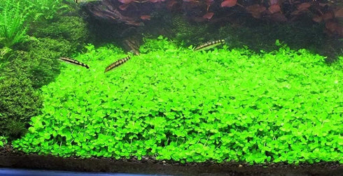 2 1 Micranthemum Monte Carlo Easy Live Aquarium Plant Buy Get