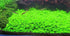 2 1 Micranthemum Monte Carlo Easy Live Aquarium Plant Buy Get