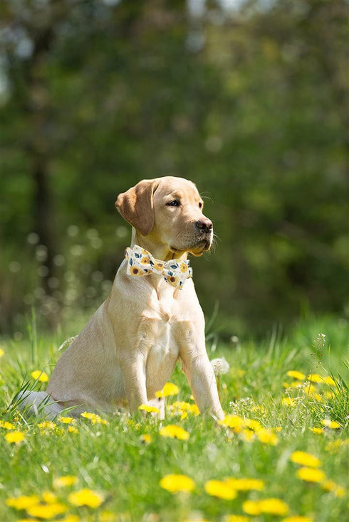 Elegant Sunflower Print Dog Collar, Adjustable Soft Bow Tie Collar for Medium Dogs