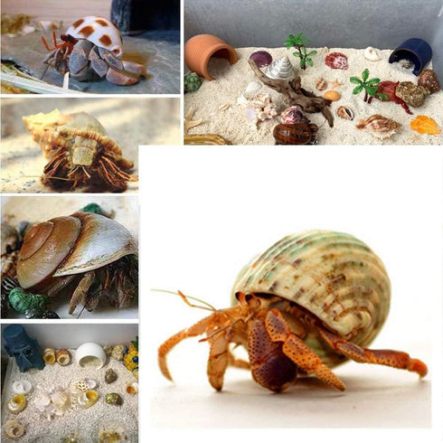 3 PCS Natural Hermit Crab Shells - 2~2.7 Inch with Opening Size 1~1.3 Inch Supplies