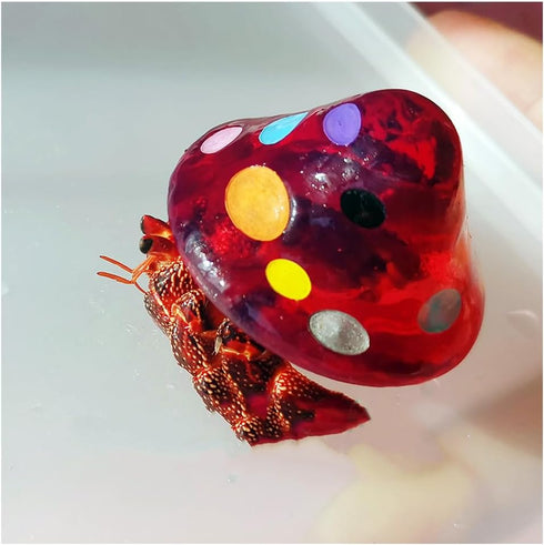 Opaeroo Clear Designs Hermit Crab Shells for Home Decorations Hermit Crab Supplies and