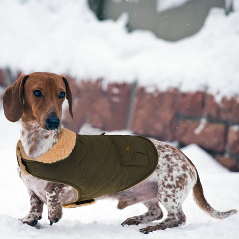 Queenmore Warm Dog Coat, Cold Weather Puffer Jacket with Ultra Thick Plush Lining (Green, Large)