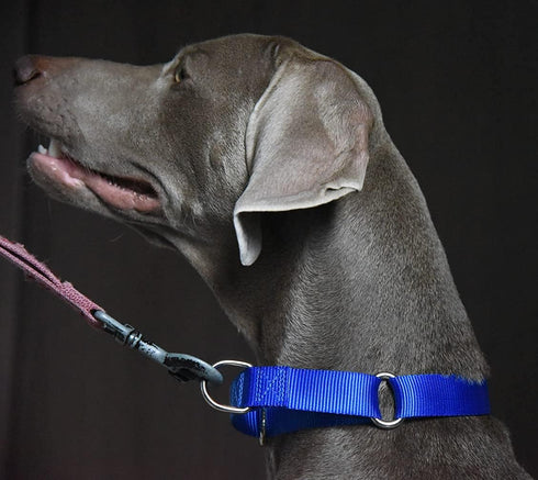 Martingale Dog Collar, Nylon Dog Collar, Blue, Small