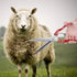 Professional Stainless Steel Sheep Shear: Heavy Duty Safety Sheep Wool Scissor for Grooming Dogs, Cats, and Sheep