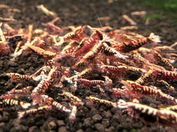 Red Galaxy Pinto S-SS ''Juvenile'' Shrimp Live Freshwater Shrimp Aquarium Caridina Inverts